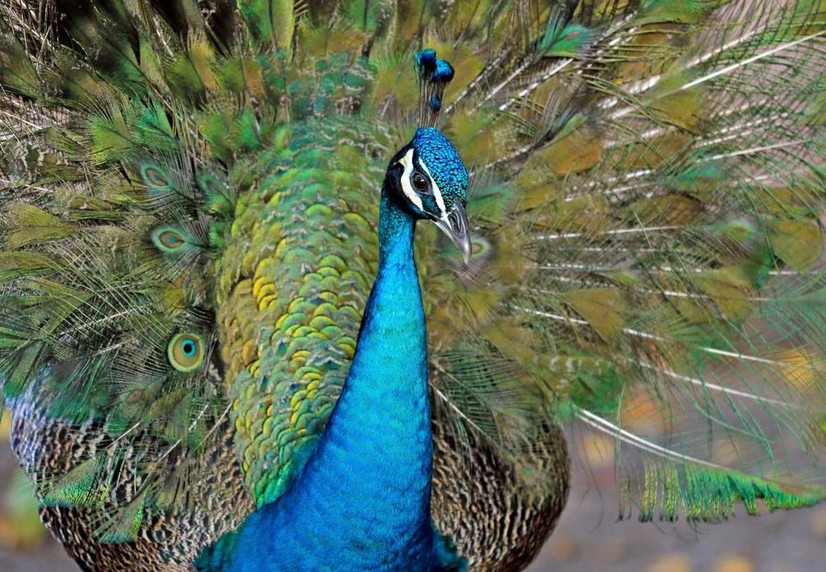 Even the pests are pretty in the Grove.