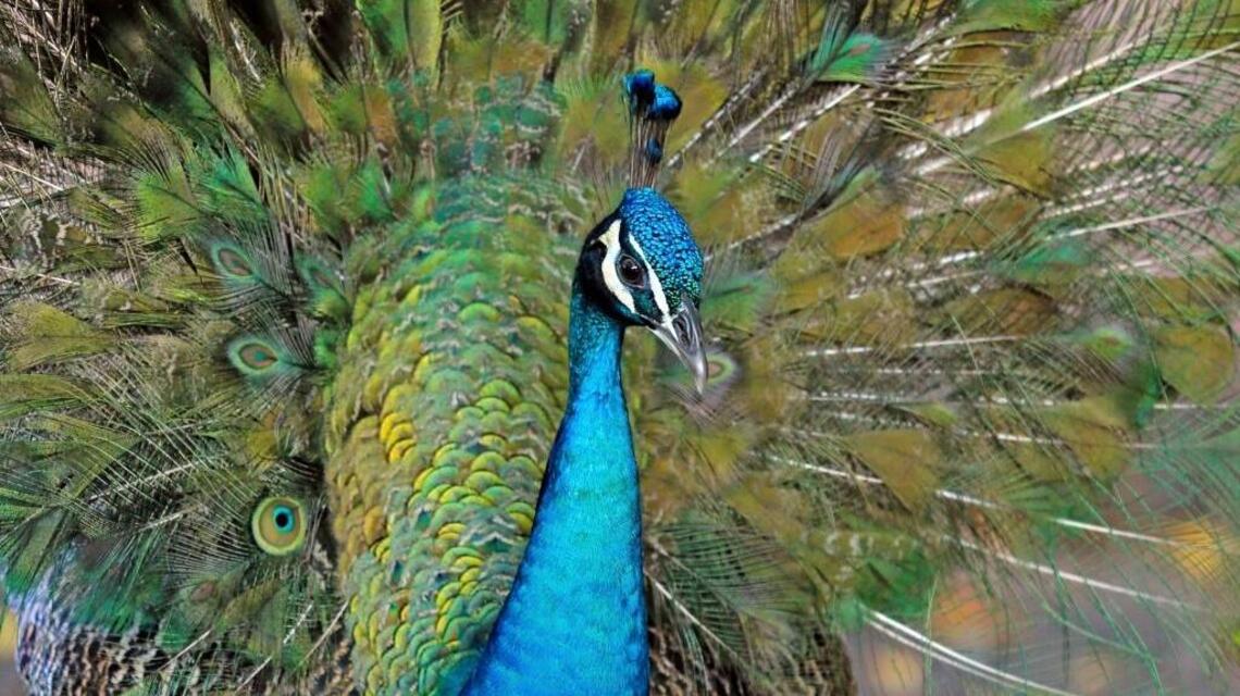 Opinion: I am a Miami peacock. And I am not the freaking problem in Coconut Grove