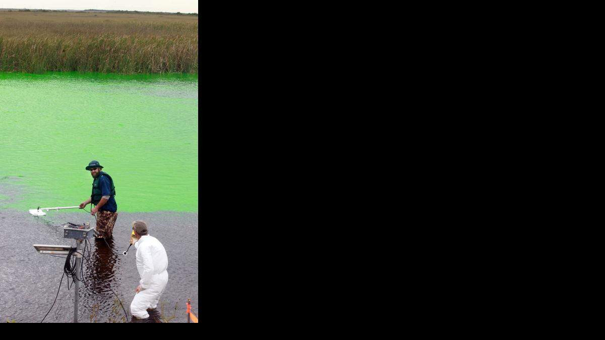 
Eric Cline, (front center, in blue shirt) and Christopher Madden, (low center in white suit) both with the South Florida Water Management District, measure a fluorescent chemical added to water to allow hydrologists to observe how it flows through a parched marsh west of Miami on November 04, 2014.
