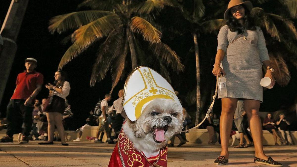Krupa Hemraj's Shih Tzu Mobley enjoys the Miami Beach Howl’oween Dog Parade at the North Beach Bandshell on Wednesday, Oct. 28, 2015.