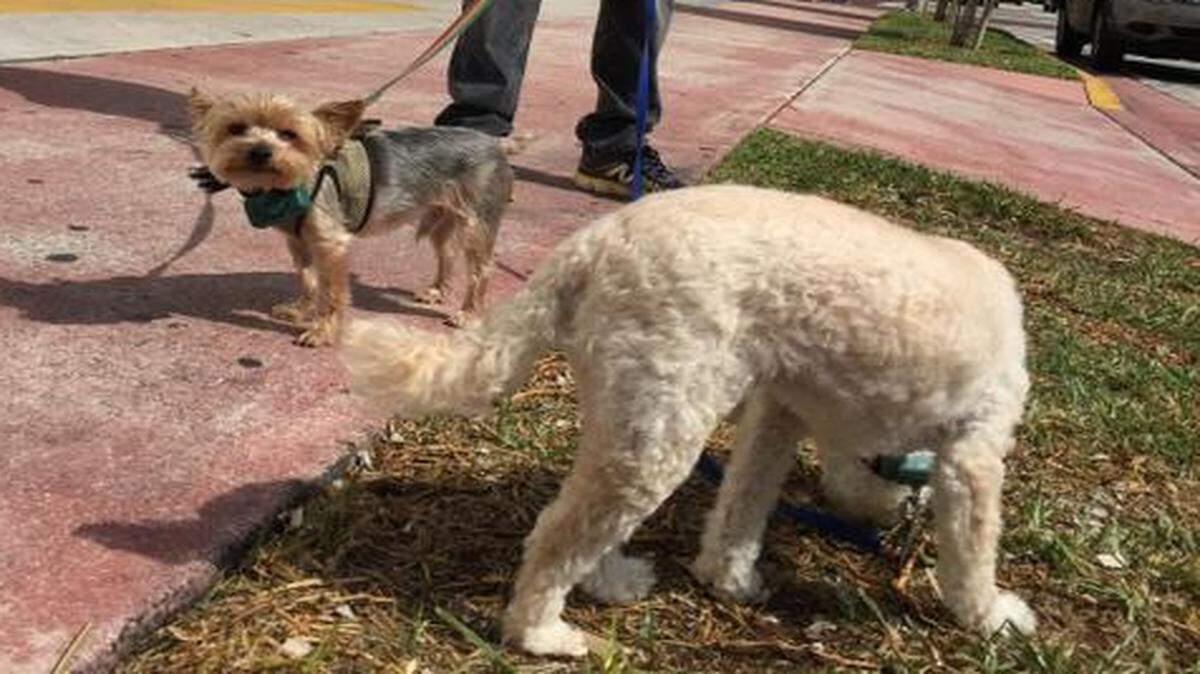 
Ian Diaz walks his dogs Milo, left, and Gigi, right, on Wednesday afternoon outside 401 BLU in Miami Beach.
