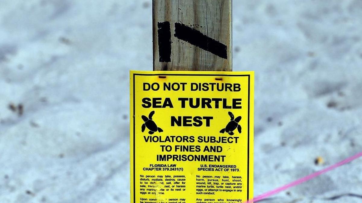 A sea turtle nest is marked near the Cape Florida Lighthouse in Bill Baggs Cape Florida State Park on Thursday, August 4, 2016.