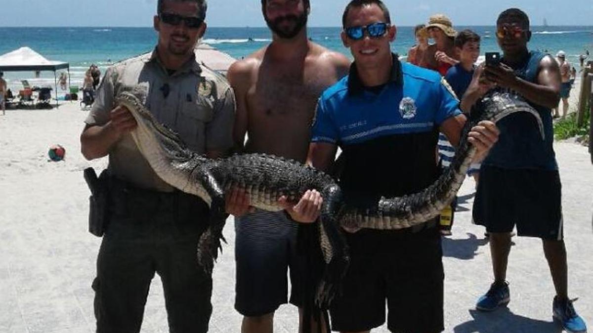 In a joint agency effort, Florida Fish & Wildlife Commission and Miami Beach Police combined to get an alligator out of the waters near South Pointe Pier.
