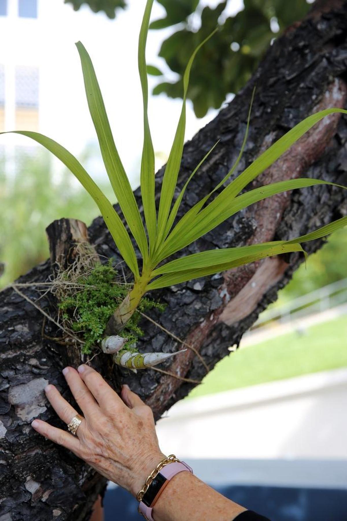 Fairchild's Million Orchid Project has arrived in Miami Beach. The goal is to plant 20,000 native orchids in Miami Beach over the next three years. A ceremonial orchid planting was held at the calophyllum tree at City Hall Friday.