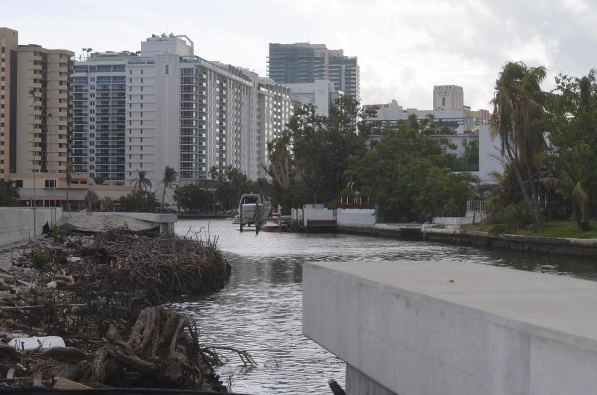 These dead mangroves were removed before Miami Beach had proper permits. The city will have to replace parts of its Indian Creek Drive seawall after it was discovered certain sections were unpermitted and noncompliant with county and state regulations.