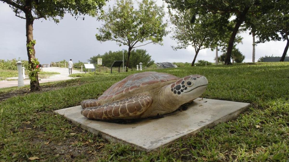 Three sea turtle sculptures like this one are inside the section of Allison Park where the Sabrina Cohen Foundation wants to build a wellness center. Cohen said the turtles would be relocated in plans move forward.