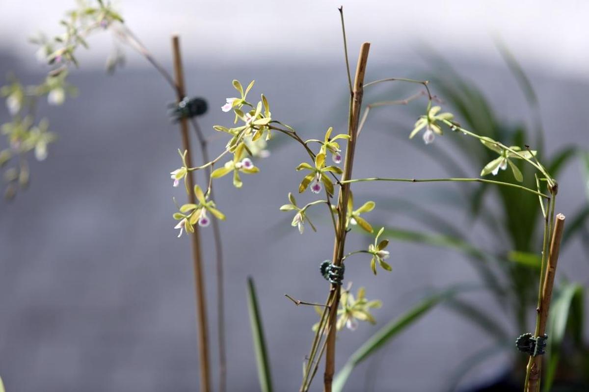 Florida Butterfly orchids were some of the orchid species that were planted at Miami Beach City Hall on Friday as part of Fairchild’s Million Orchid Project.
