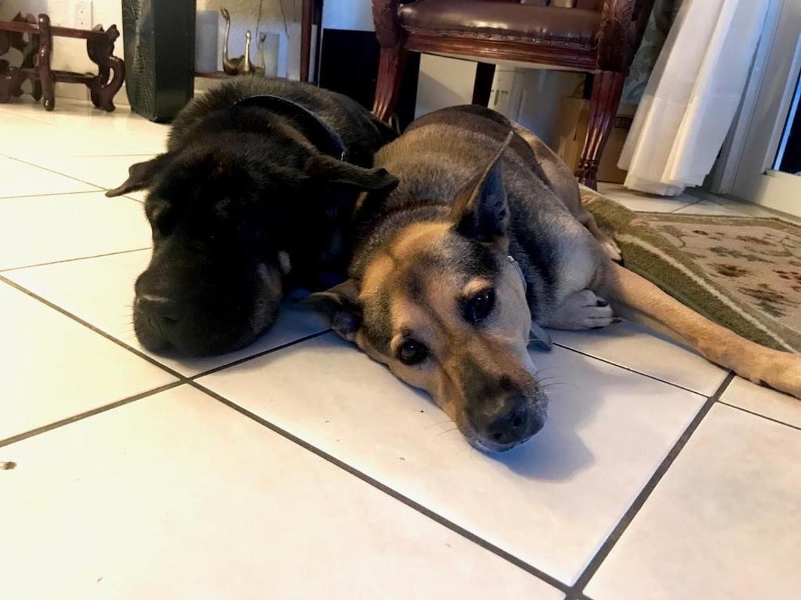 Junior, left, rests comfortably next to another dog, Roxy, after being rescued from the bay Thursday, July 27, 2017.