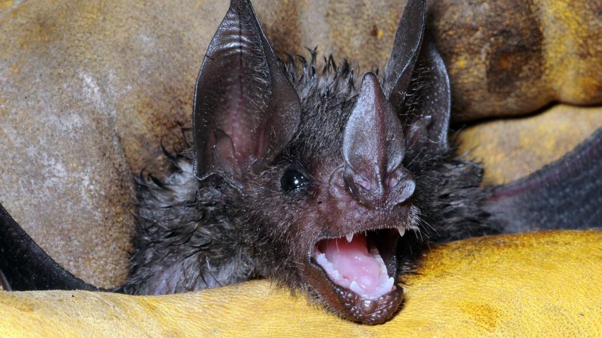 A short tailed bat at Zoo Miami.