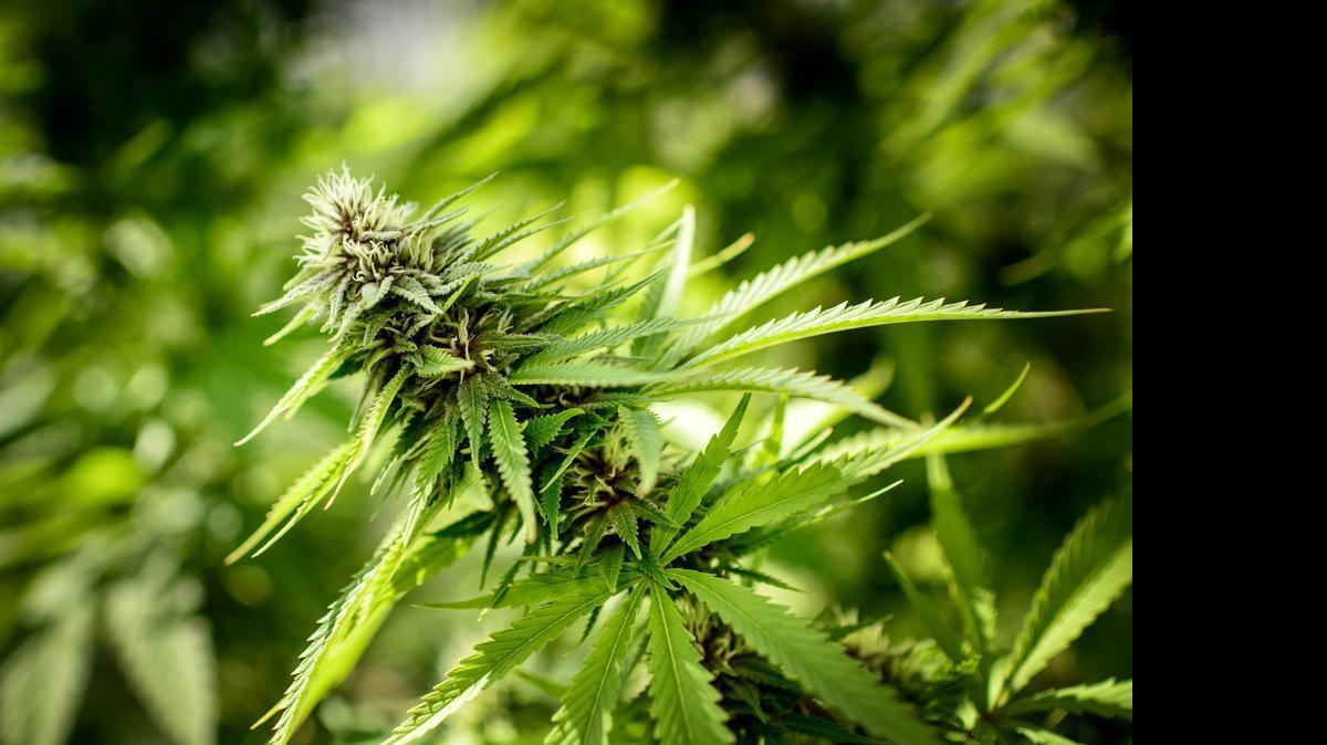 Miami Beach commissioners passed an ordinance in 2015 to give police officers the option of issuing civil citations for possession of 20 grams or less of marijuana. They are now moving to repeal it.