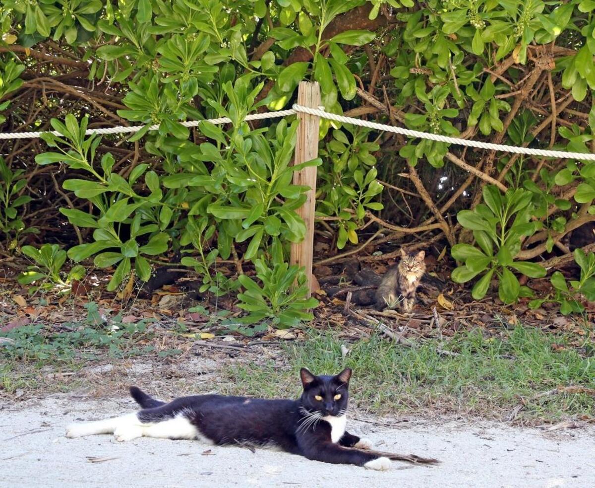 A black and white cat rests near the invasive beach cabbage that will be torn out. The plants are home to many wild cats near Allison Park.