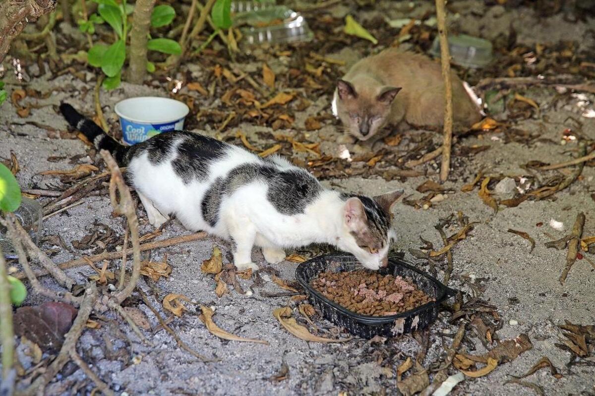 Cats eat food provided by feeders under the beach cabbage that will soon be cleared but is home to many wild cats near Allison Park.