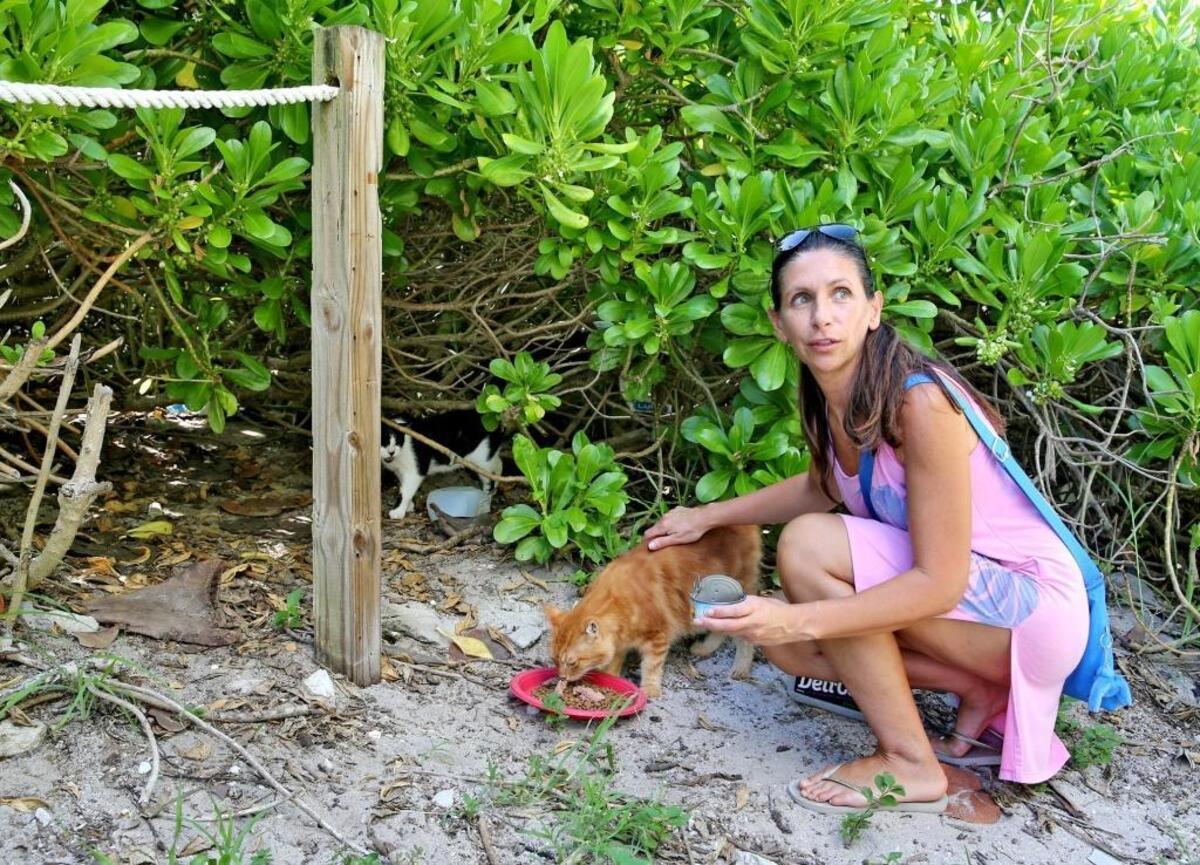 Ethel Dominguez feeds wild cats near the beach cabbage Aug. 18, 2017. The invasive plants, home to a colony of cats, will be cleared out as Miami Beach restores the dune with native plants and builds a beachside walking path.