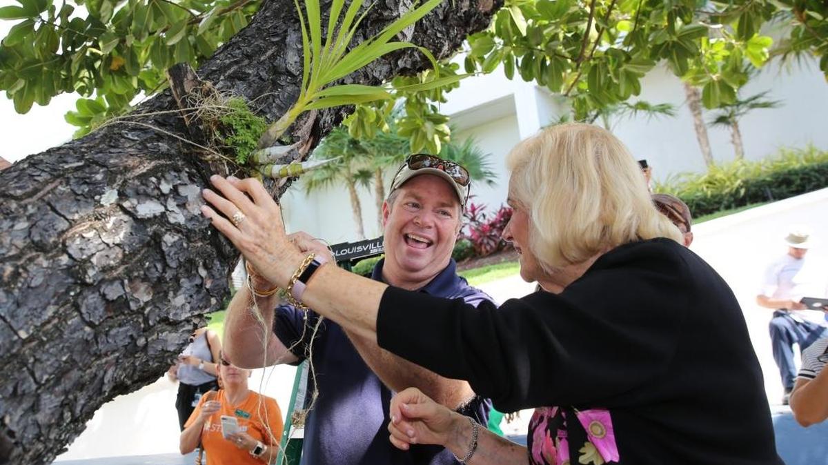 Andrew Kearns, a teacher at Jose Marti MAST 6-12, helps Miami Beach Commissioner Joy Malakoff, attach a rare native Cowhorn orchid to a calophyllum tree outside City Hall Friday.