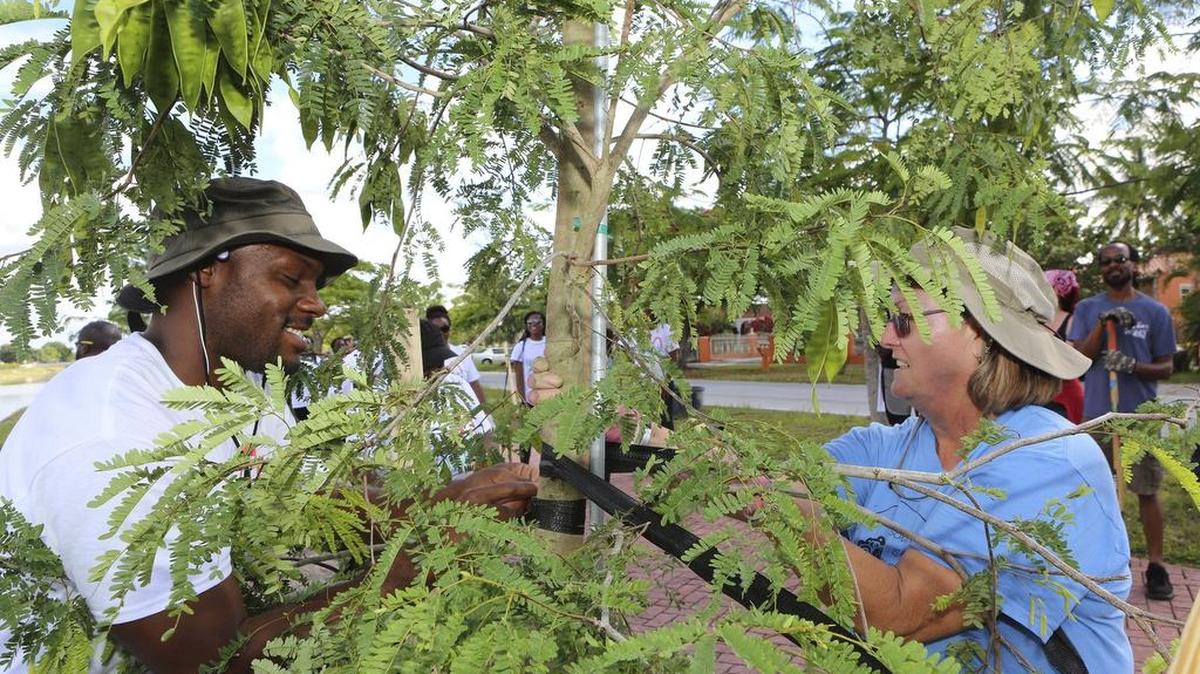 Miami Gardens resident Chris Smith, left, secures a newly-planted wild tamarind tree with Joy Klein of Miami-Dade County's Adopt-A-Tree program in May 2015 at the LeJeune Road linear park. The city is looking for volunteers for a community cleanup event Saturday morning.