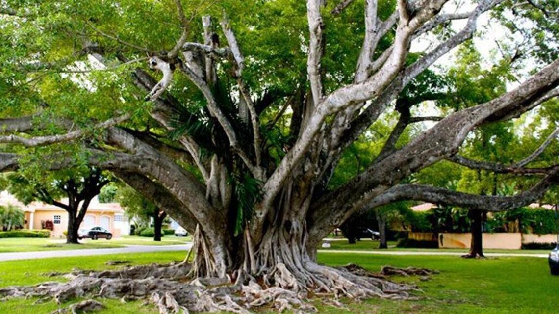 Coral Gables tree watched over young girl from childhood to college