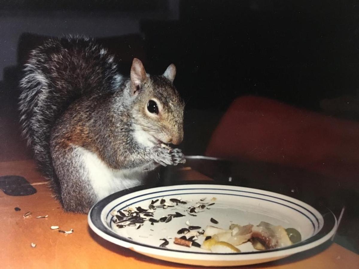 About a month after Hurricane Andrew in 1992, Nanci Mitchell was inside her wide-open home when ‘a squirrel came in to have lunch with me.’