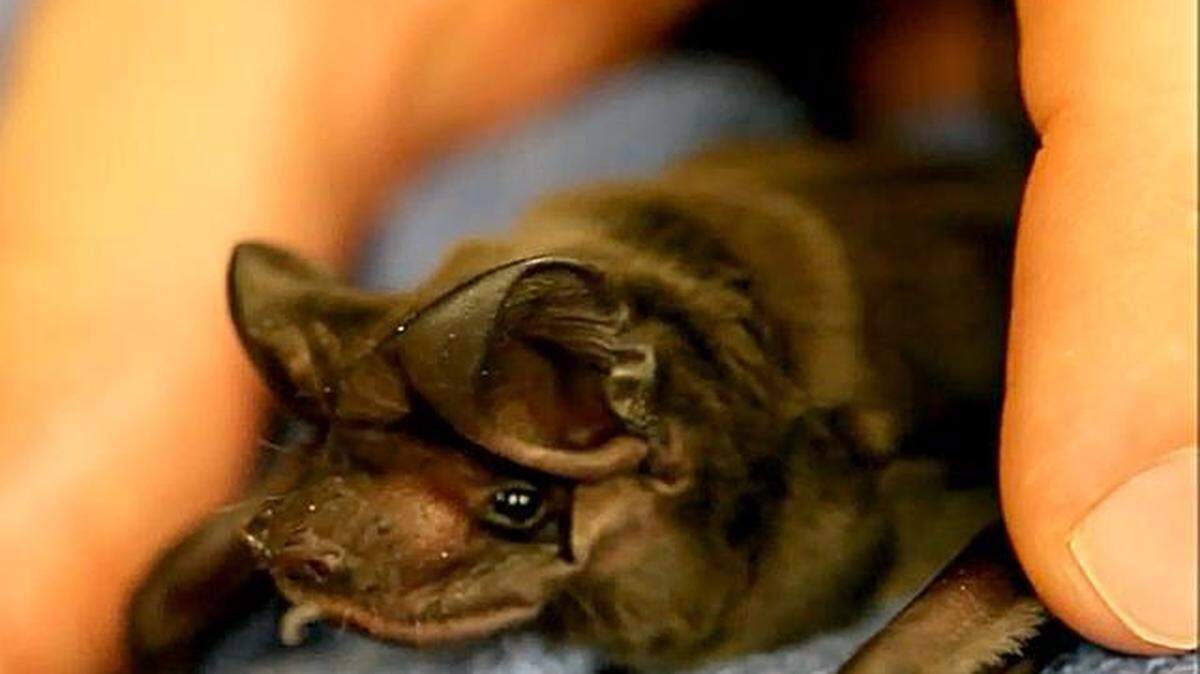 
A rare baby Florida bonneted bat, one of the endangered animals environmentalists say use the site of a proposed water park to forage and roost. 