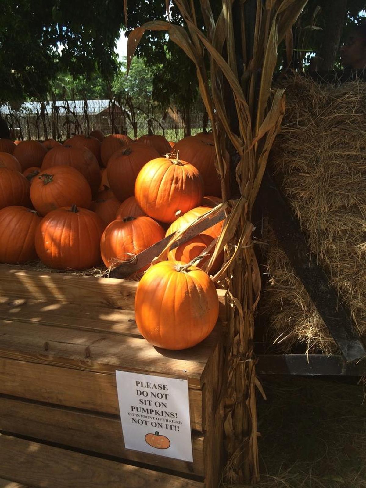 Perfect pumpkins at the 2016 Pumpkin Patch at The Little Farm provided a fall background for family photos. The Little Farm is open through Oct. 31, 2017, with proceeds from the first 500 pumpkin sales going to local charities.