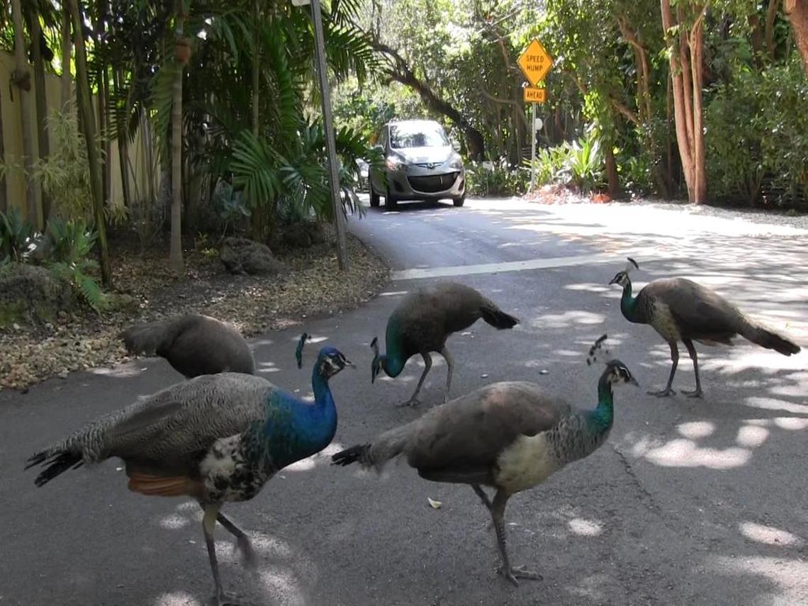 Coconut Grove is ground zero for conflicts between residents who enjoy having peacocks in their neighborhood and those who consider them a destructive, noisy nuisance.