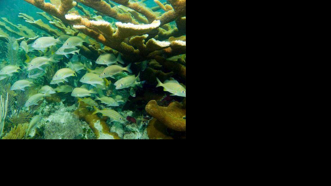 
Elkhorn coral provides shelter for a school of fish in Biscayne National Park. The endangered coral could experience increased bleaching as ocean temperatures rise.
