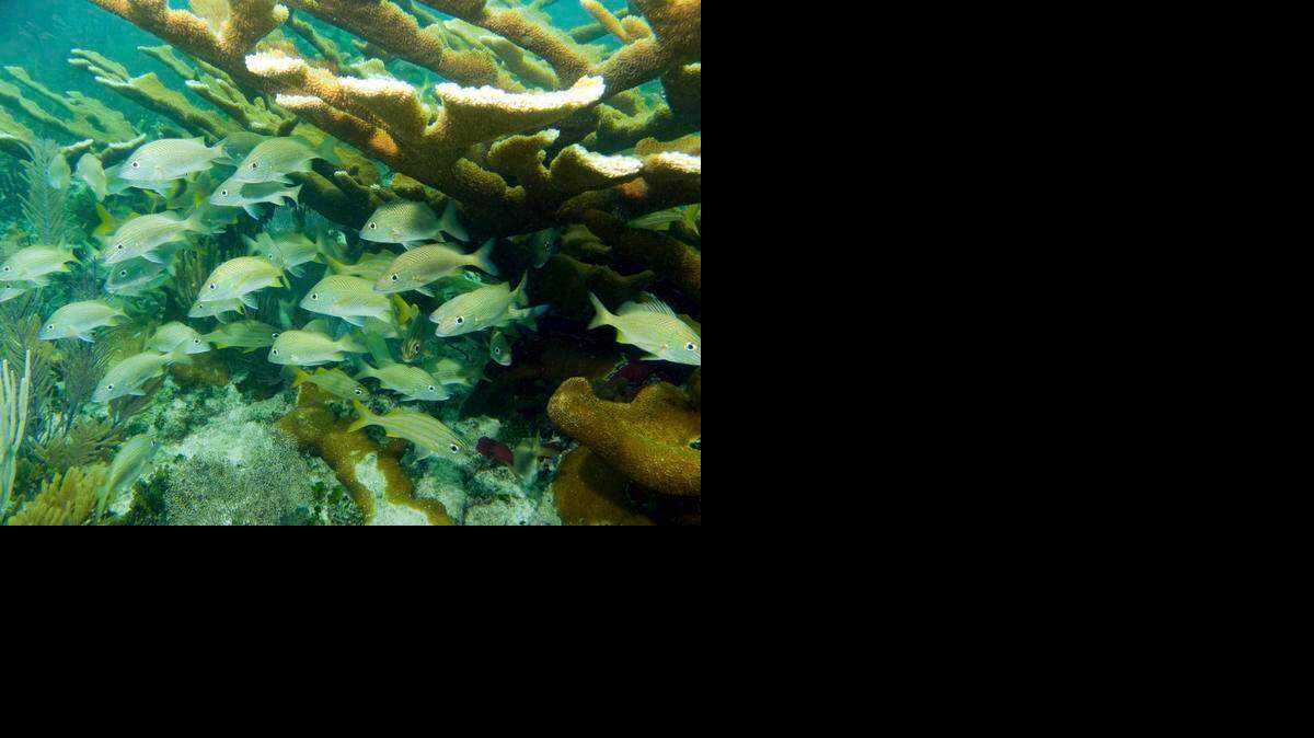 
Elkhorn coral provides shelter for a school of fish in Biscayne National Park. The endangered coral could experience increased bleaching as ocean temperatures rise.

