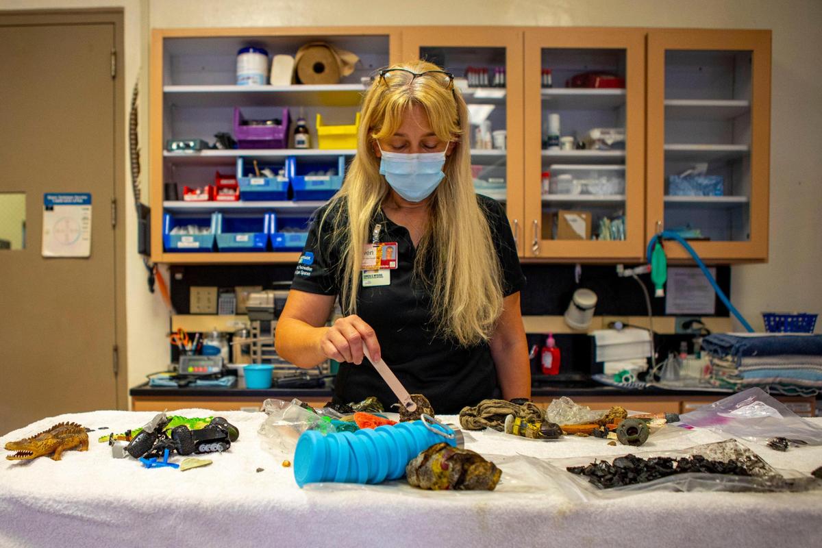 Chief of Animal Health Gwen Myers points to items such as legos, pacifiers, and sunglassees found inside the stomachs of multiple animals housed at the facility like alligators, hyenas and a komodo dragon at Zoo Miami in Miami, Florida, on Tuesday, February 15, 2022.