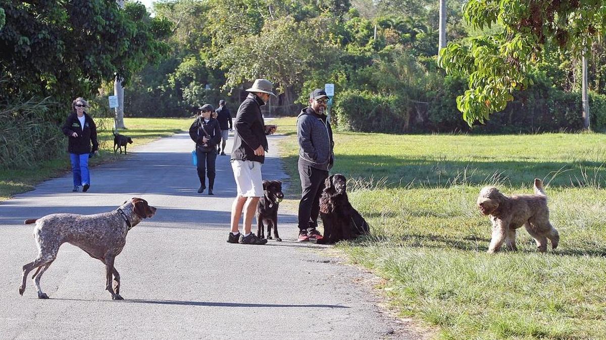 Dog owners and best friends go for a walk at the unofficial dog park within West Matheson Hammock Park. The park reopened in June after being closed nearly three months during the coronavirus pandemic and will close again in the fall during an improvement project.