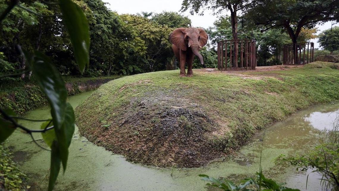 The usually dry mote around the elephant exhibit is full of water as Zoo Miami closes on Monday, Dec. 7, 2015, to cope with major flooding.