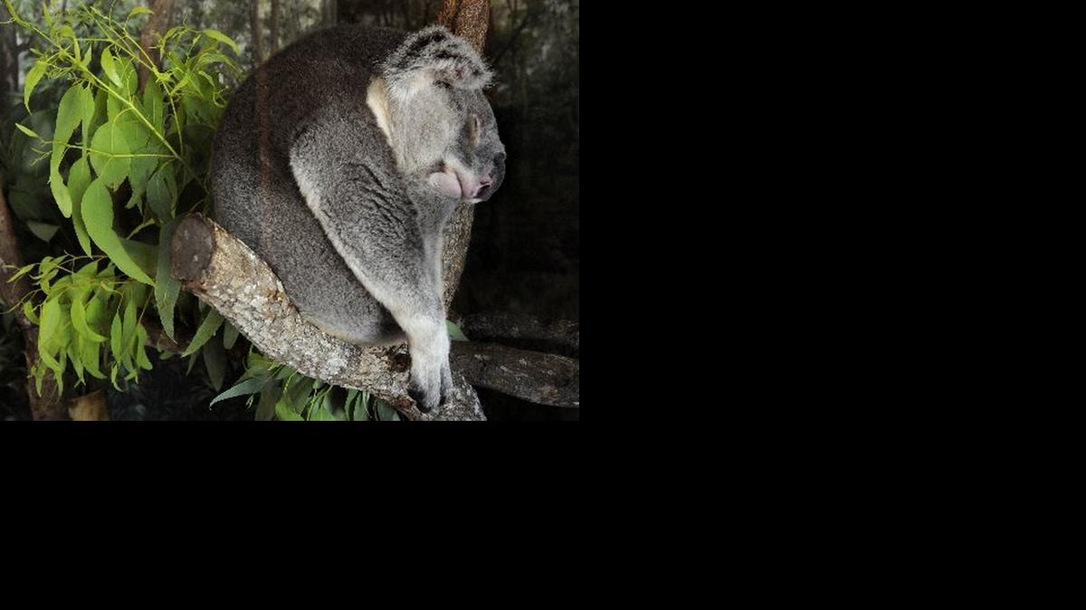 
A koala takes his afternoon nap at the Australian exhibit at Zoo Miami. The zoo will use a million-dollar gift from the Gale S. Posner Trust to renovate and expand the exhibit.
