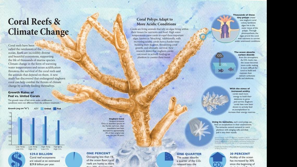 
In the last 40 years, 98 percent of the staghorn coral on the Florida reef tract have been wiped out. The coral are among the fastest growing and provide a key building block in reefs. University of Miami researchers have now found feeding the endangered coral supplements can help them withstand increasingly harsh ocean conditions.
