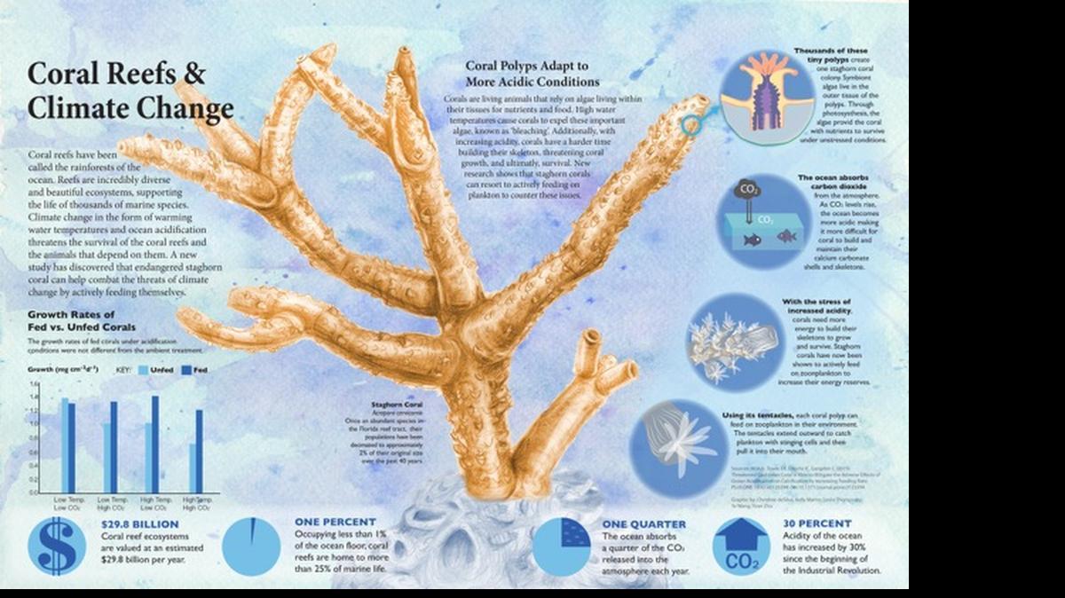 
In the last 40 years, 98 percent of the staghorn coral on the Florida reef tract have been wiped out. The coral are among the fastest growing and provide a key building block in reefs. University of Miami researchers have now found feeding the endangered coral supplements can help them withstand increasingly harsh ocean conditions.
