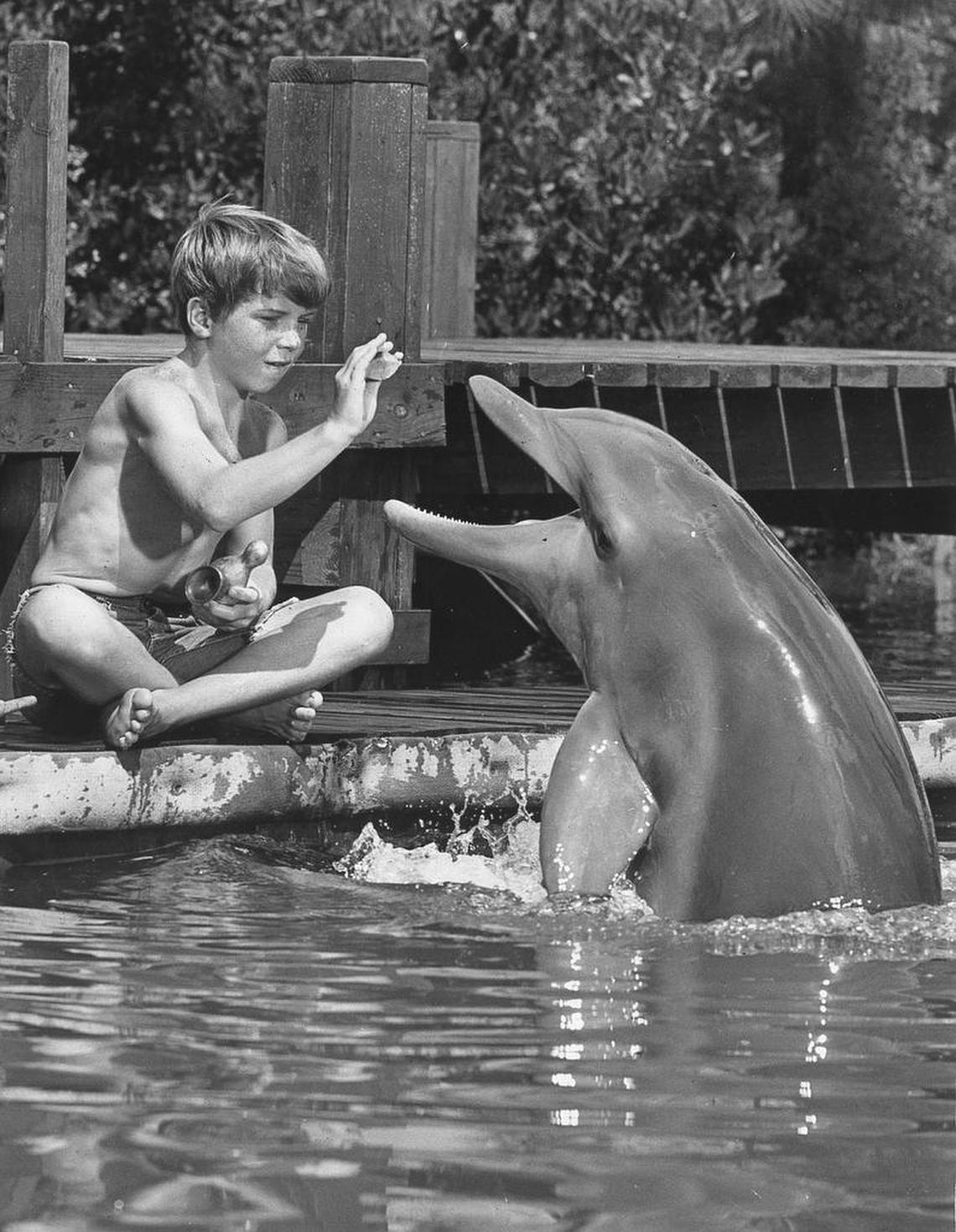 Sharing their adventures are Bud (Tommy Norden) and Flipper in a 1965 episode of NBC’s “Flipper,” which was filmed in North Miami.