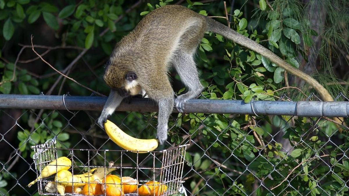 This is a 2010 file photo of a vervet monkey hanging out in Dania Beach. This is not the same vervet monkey police and the Fish and Wildlife Conservation Commission hope to find in a North Miami Beach neighborhood in March 2018.