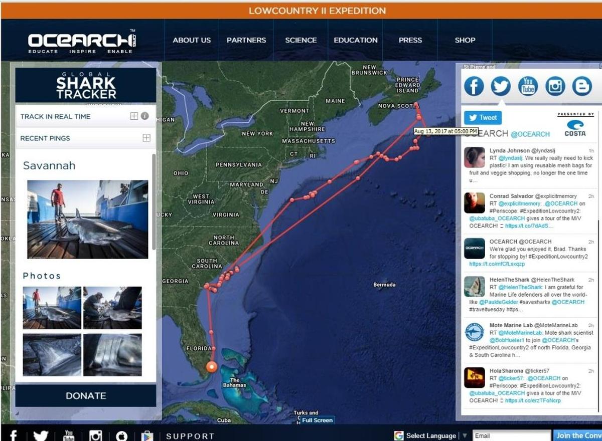 The track of Savannah, a nearly 9-foot great white shark, that was tagged by marine research group Ocearch. She “pinged” from near Haulover Park on Jan. 14, 2018.