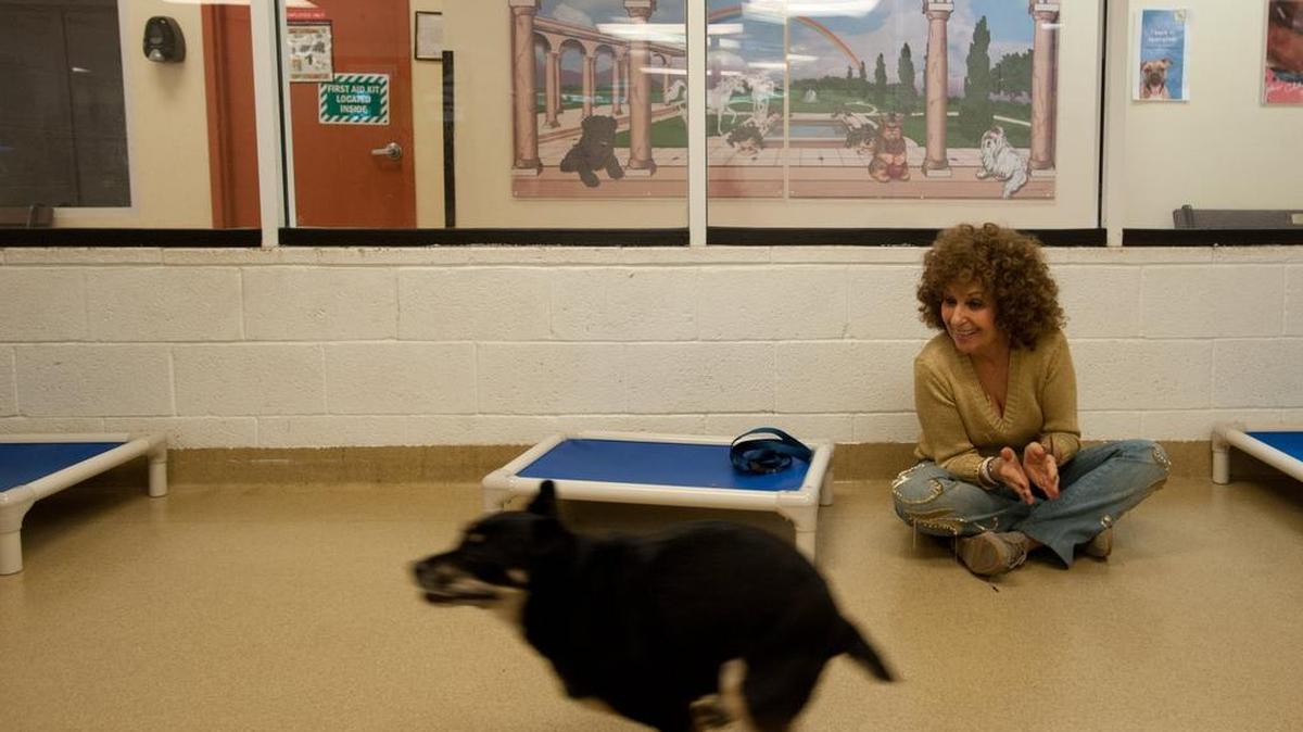
In 2013: Dayle Fragin, a North Miami Beach resident and volunteer at the Humane Society of Greater Miami, plays with Alicia, an owner-surrendered terrier mix in North Miami Beach.
