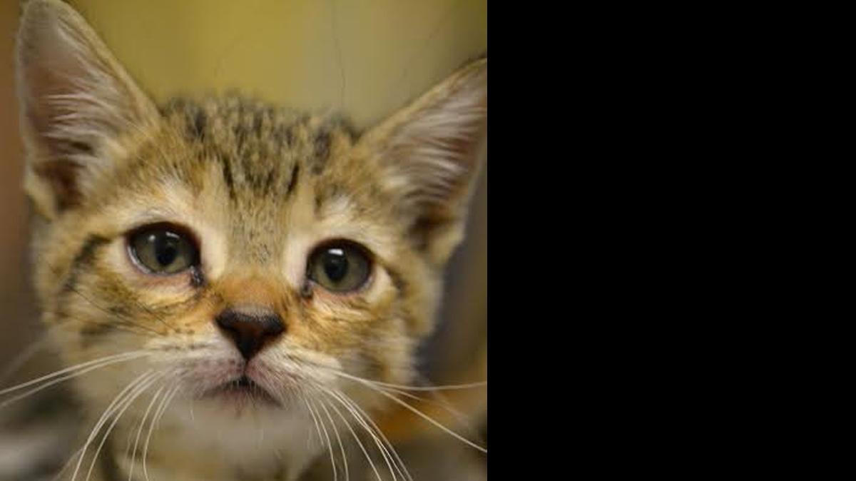 
Riri, who is four to five weeks old, is in need of a foster home.

