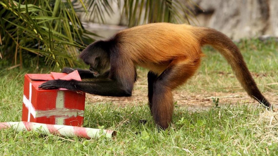 This Palm Beach Zoo spider monkey is not the monkey on the loose, although no description has been given for the fugitive monkey.