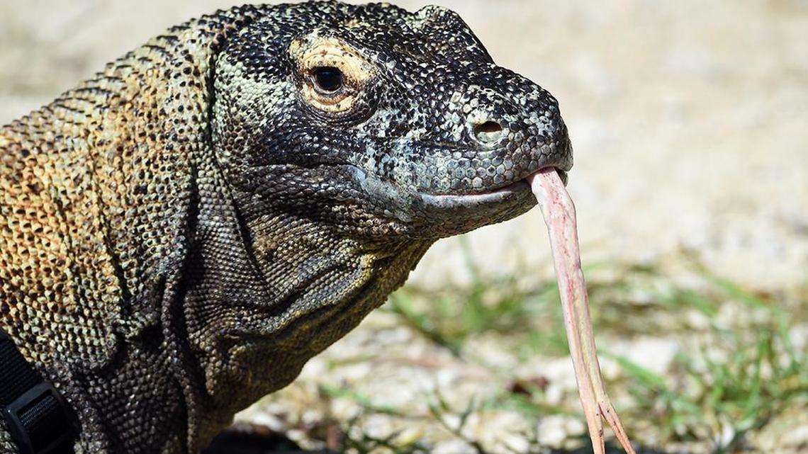 “Khaos,” the Komodo dragon, is shown in this 2016 file photo.