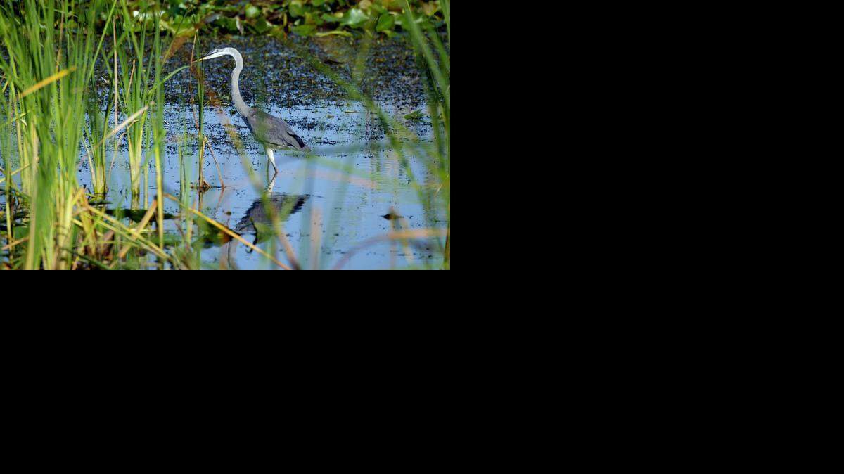 
In 2004, a drought concentrated fish in a water conservation area in Broward County where this great blue heron searched for food. Scientists believe wading birds do better in dry years because larger fish decline that compete with the birds for smaller prey.
