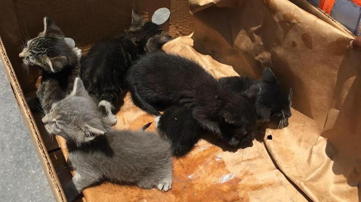 
Five kittens were found inside a dredge bucket on a barge early Thursday morning in the Port of Miami. Operation Paw is now looking to find homes for the kittens.
