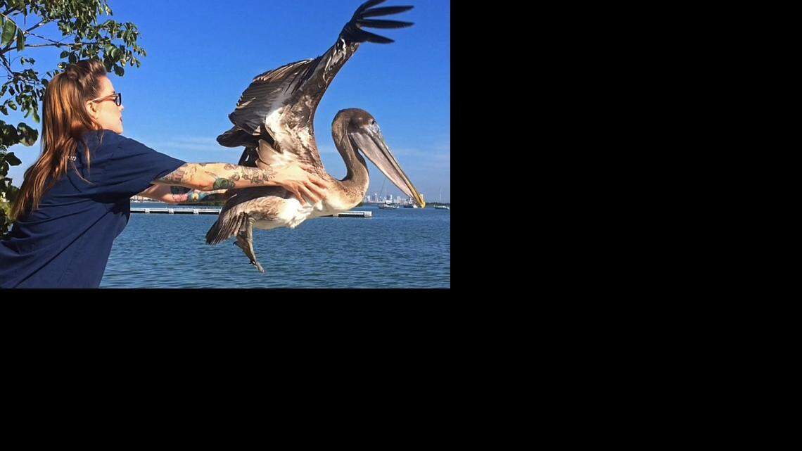 
Rehabilitation manager Teresa Sepetauc releases a pelican Wednesday that spent about a month recovering from an injury at the Pelican Harbor Seabird Station. The station is celebrating its 35th year and has had a record year for rescuing injured wildlife, mostly birds. The rescue center plans on expanding and increasing its presence with the public with new infrastructure and activities for the public.
