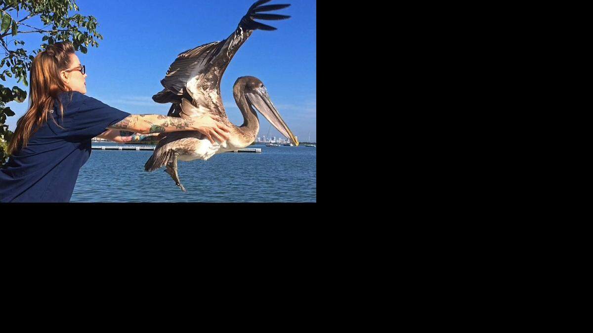 
Rehabilitation manager Teresa Sepetauc releases a pelican Wednesday that spent about a month recovering from an injury at the Pelican Harbor Seabird Station. The station is celebrating its 35th year and has had a record year for rescuing injured wildlife, mostly birds. The rescue center plans on expanding and increasing its presence with the public with new infrastructure and activities for the public.
