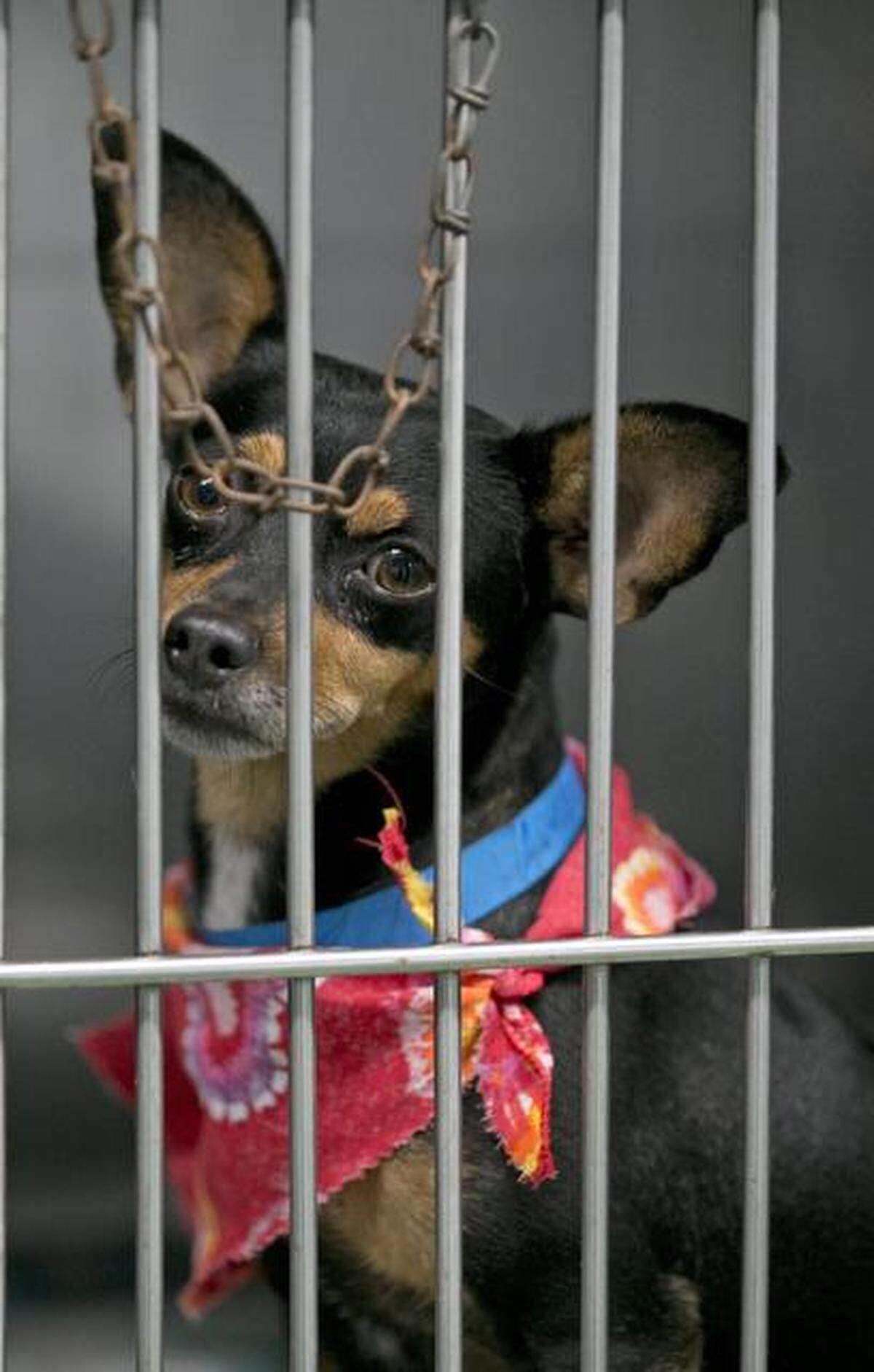 Mila, a one-year-old black and tan terrier, was waiting to be adopted at Miami-Dade's animal shelter in 2014. Advocates of homeless animals want pet stores to stop selling puppies and kittens to increase demand for adopting shelter animals.