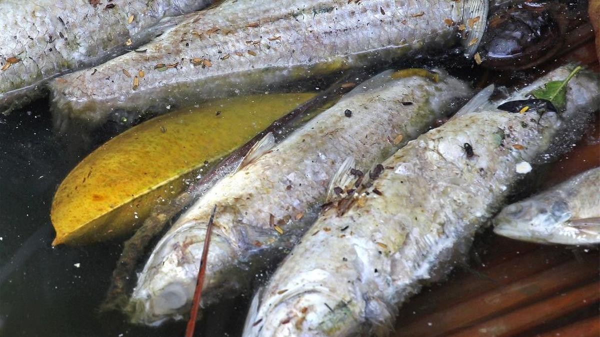 
Dead fish still remain in the canals and seawalls of Highland Lakes homes in Northeast Miami-Dade.
