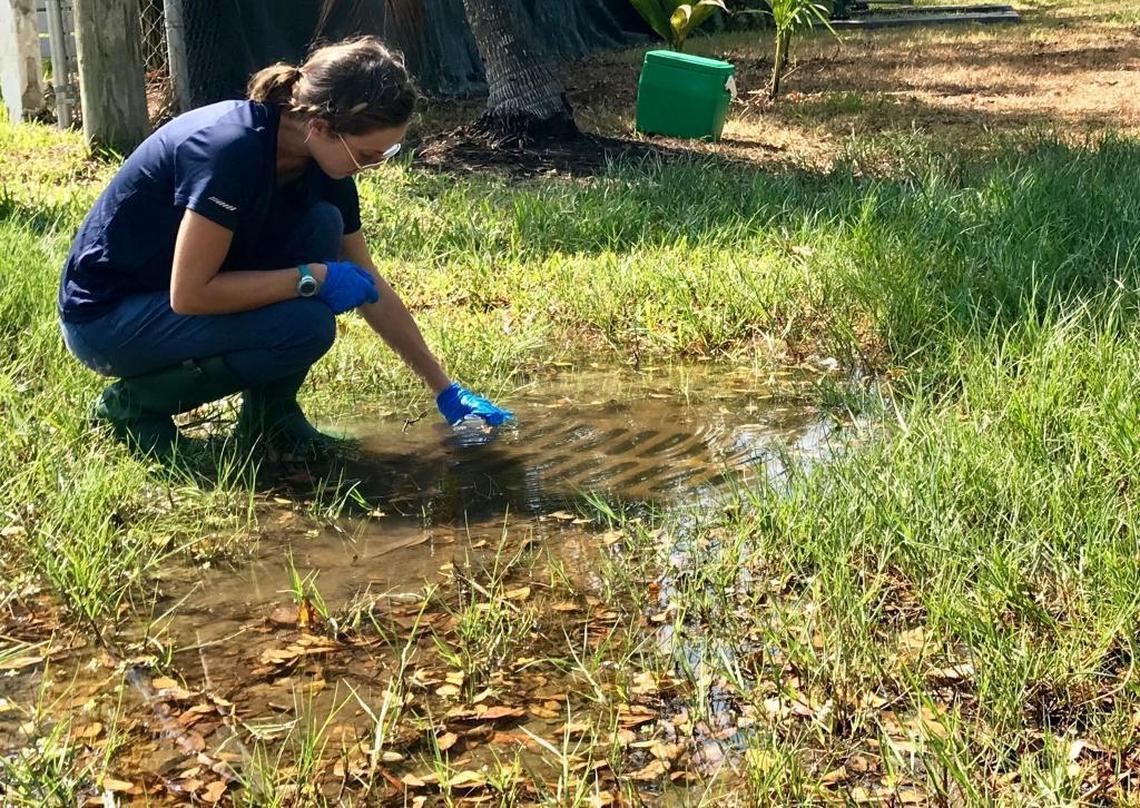 Shelby Servais collects a sample of water that has risen through storm drains during Wednesday morning’s king tide.