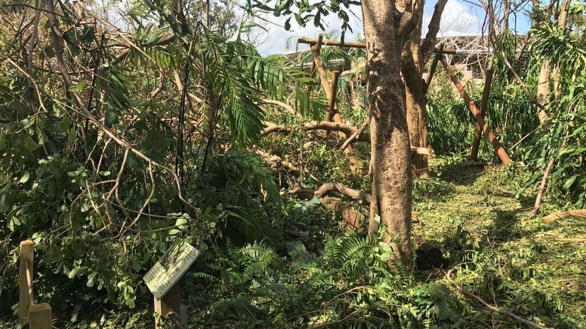 Jungle Island’s animals survived Hurricane Irma. The park suffered severe damage.