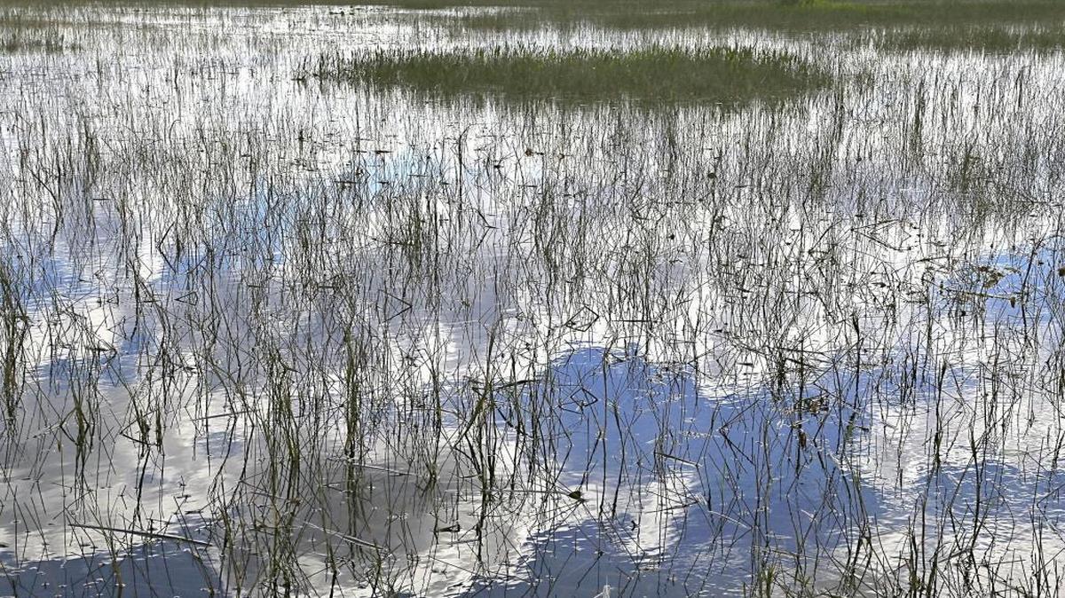 Las aguas de los Everglades.