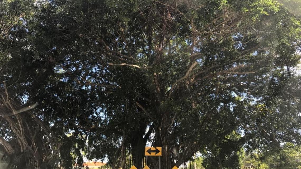 Miami-Dade County is proposing to build a bridge on SW 87th Avenue. This is a view of the site from the north side, SW 163rd Terrace. The canal sits behind the banyan tree.
