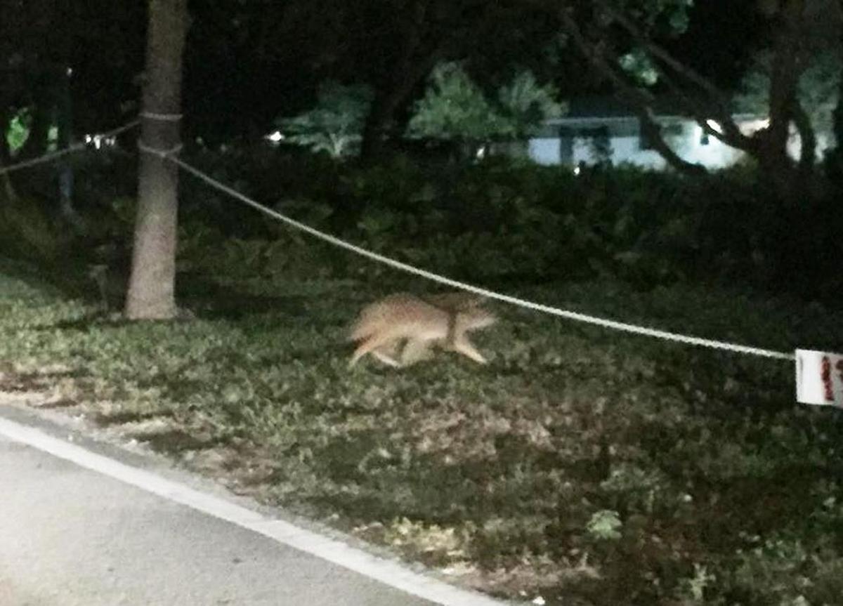 Palmetto Bay resident Juan Alayo posted this photo of a coyote on Ludlam Road (Southwest 67th Avenue) across from Christ Congregational Church on the “Around Palmetto Bay” Facebook page. Palmetto Bay Mayor Eugene Flinn shared the photo on his blog.